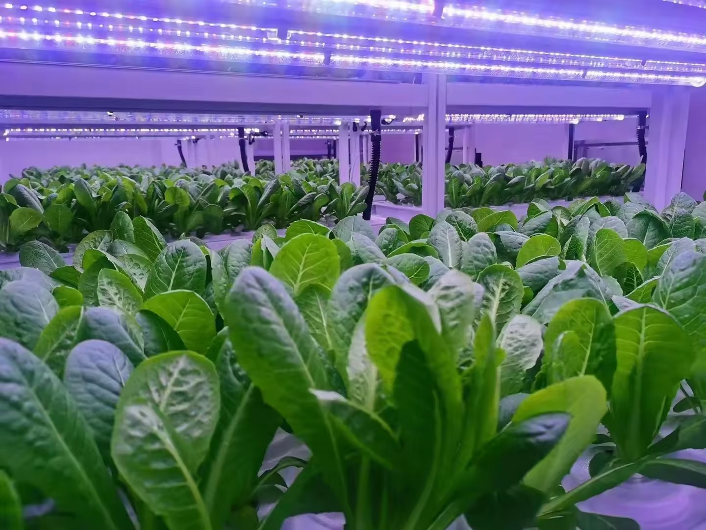 f Greenhouse Agricultural Equi - Agriculture Farming Systems avaliação e preço