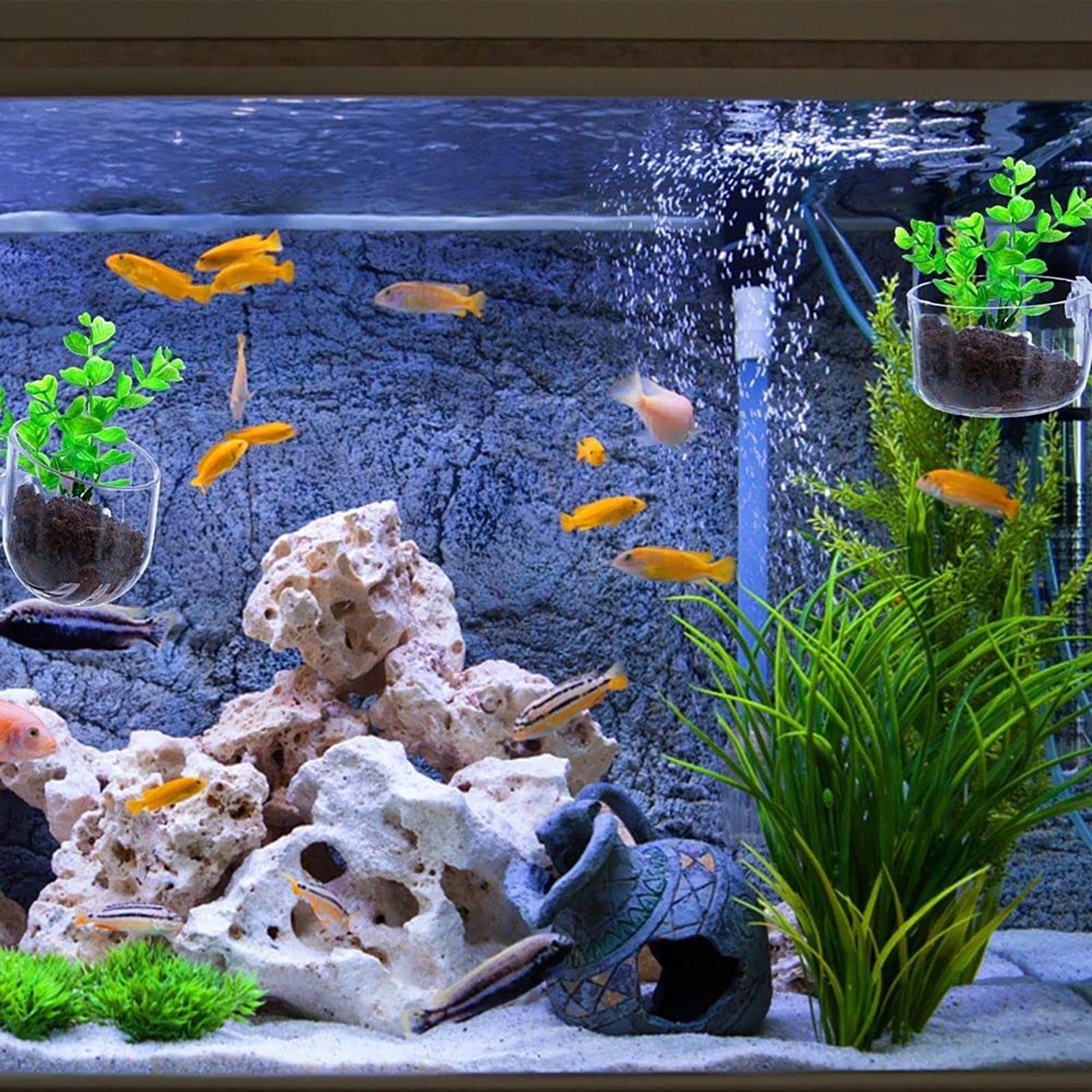 Plant Holder for Fish Tank Cle - Plant Growth Regulator avaliação e preço